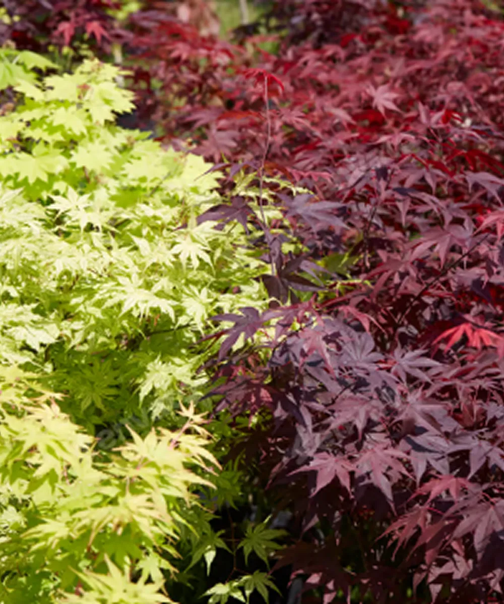Acer Palmatum