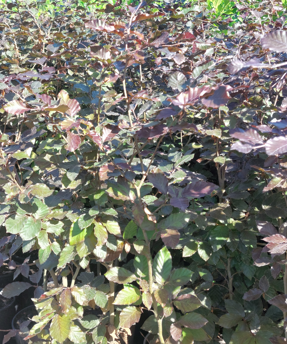 Beech Purple