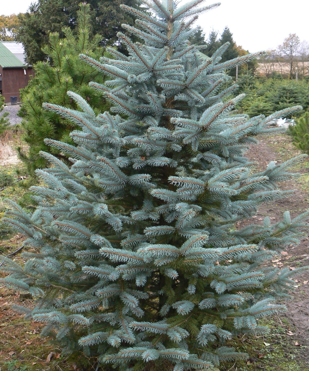 Blue Spruce