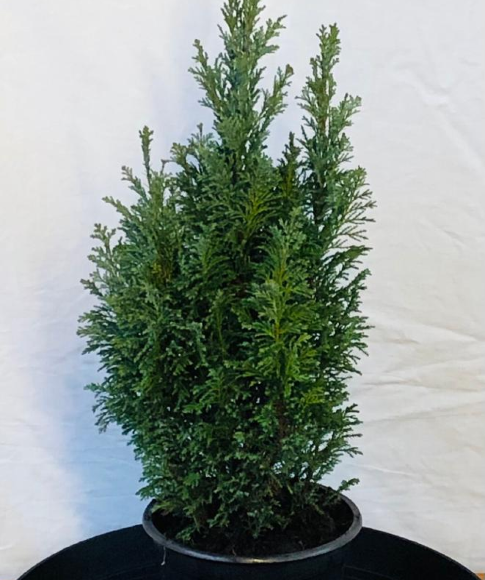 Dwarf Conifer Ellwoodii