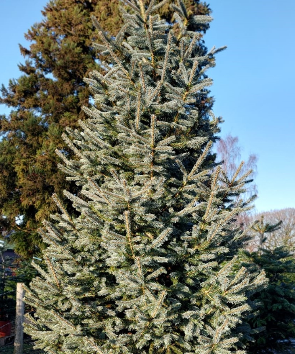 Engelmannii