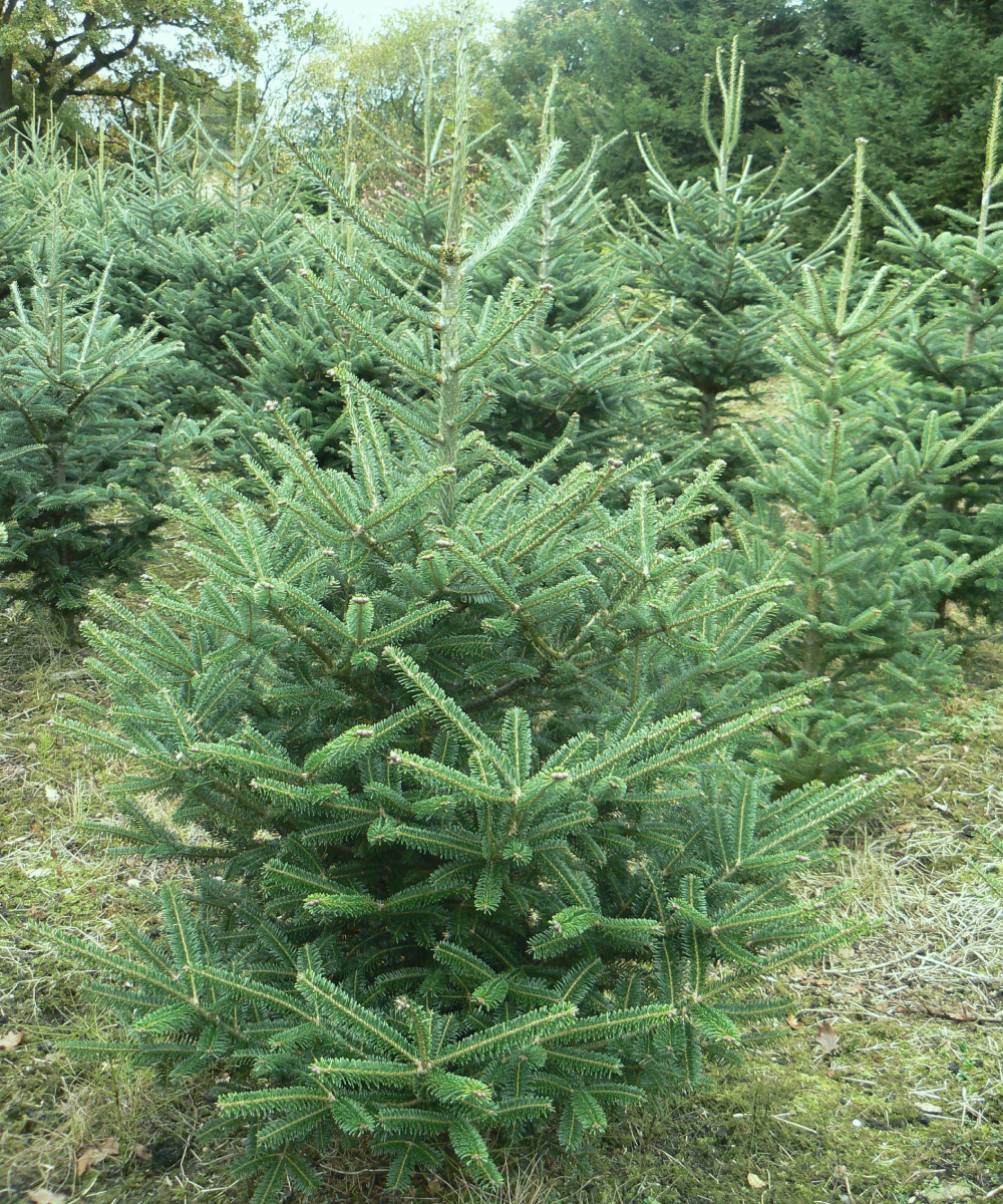 Fraser Fir