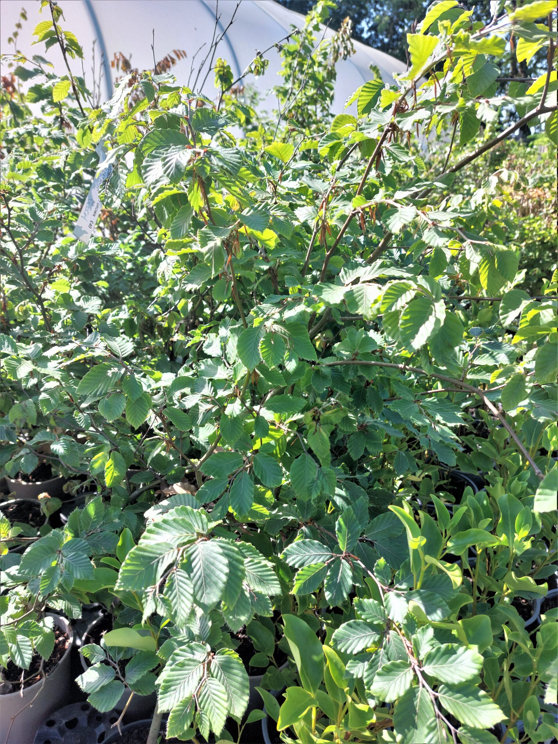 Beech Green