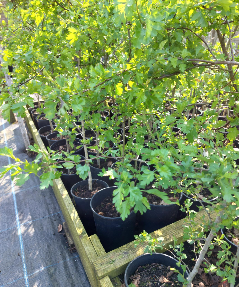 Hawthorn