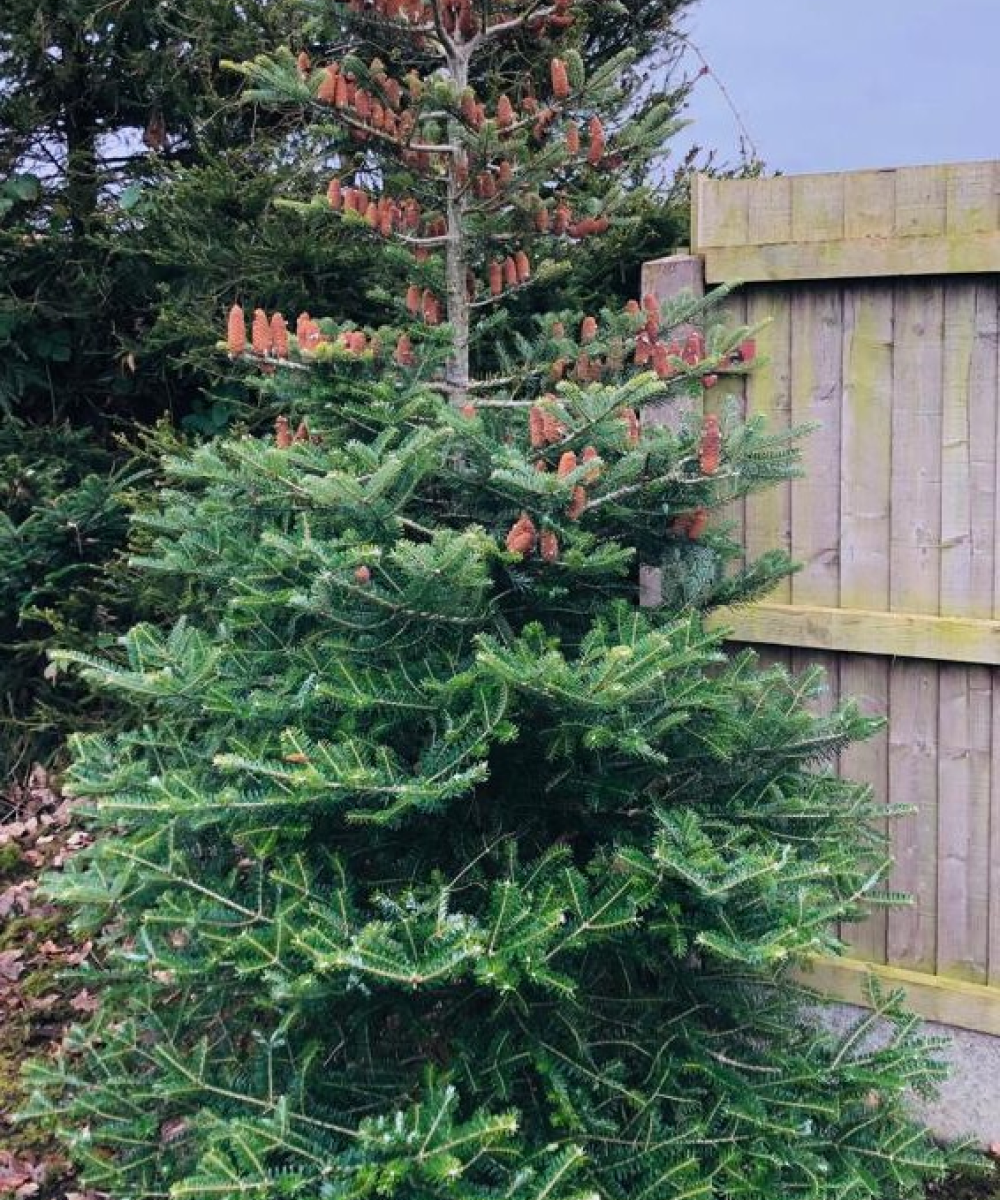 Korean Fir