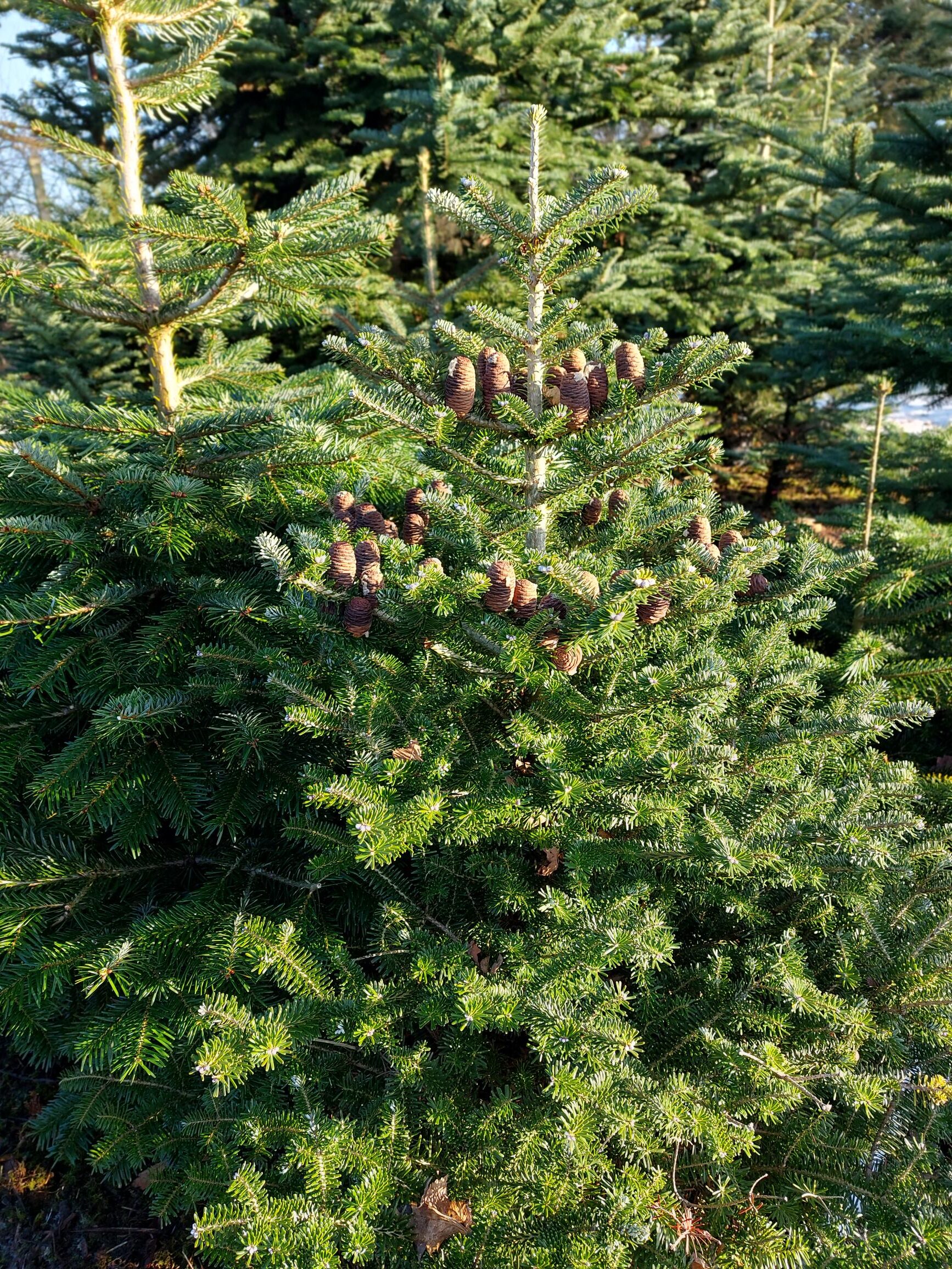 Korean Fir Cone