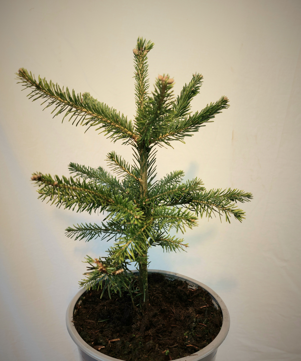 Lasiocarpa