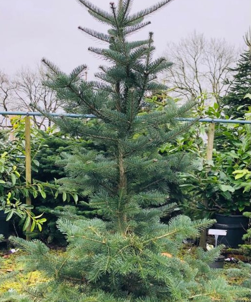 Lasiocarpa
