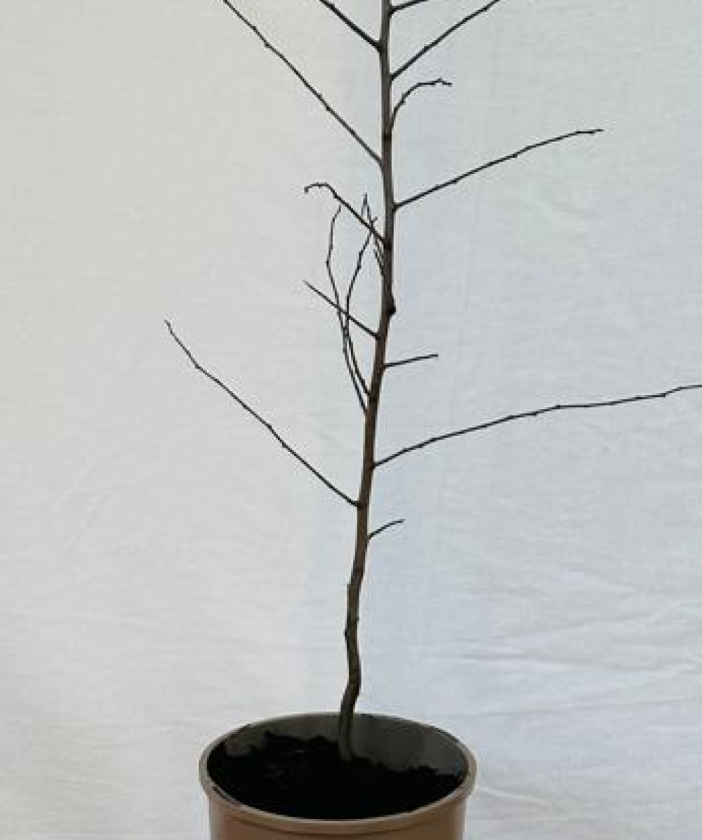 Potted Sloes
