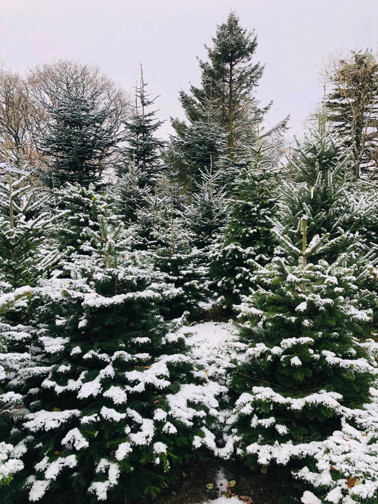 Snowy Trees