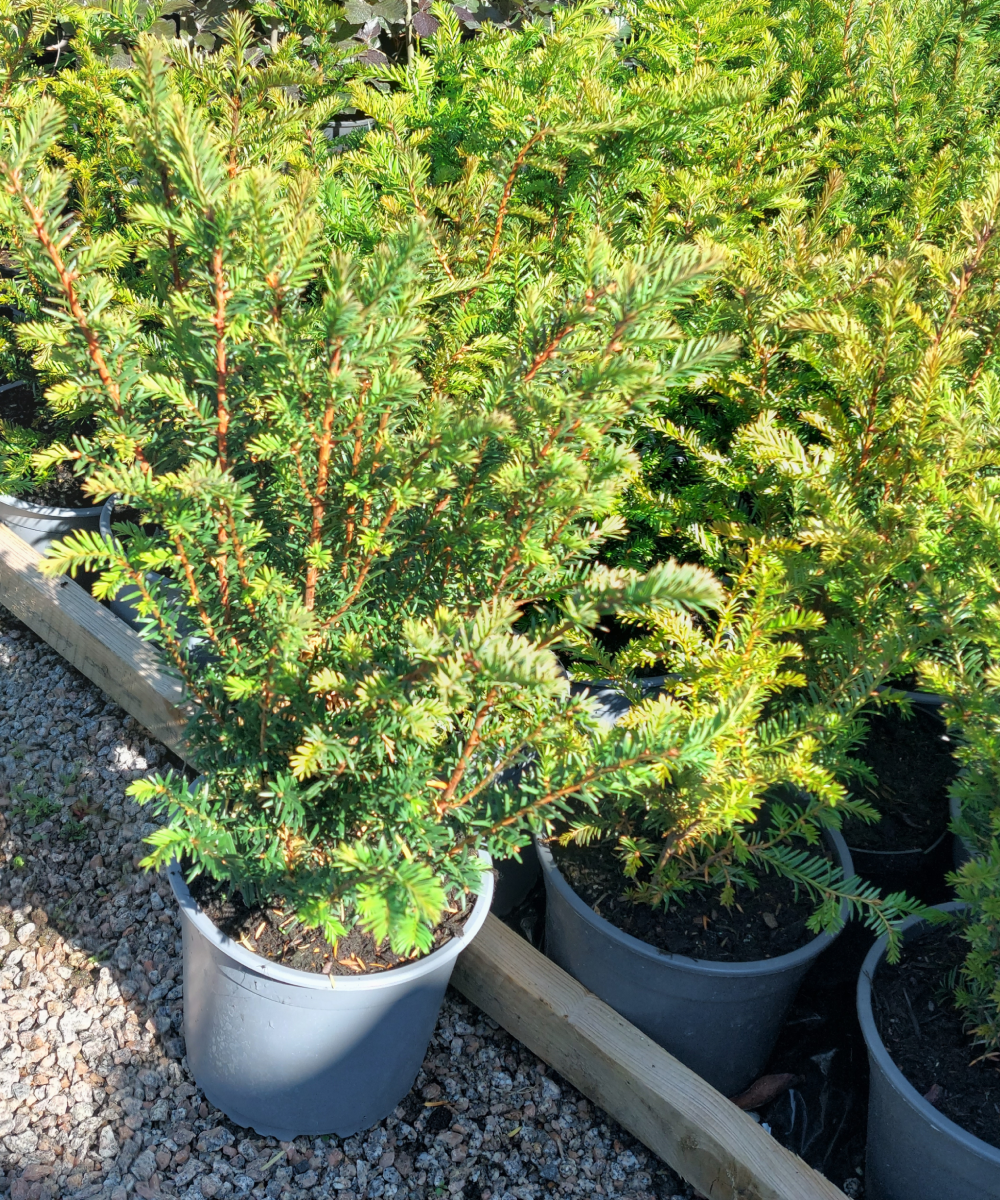 English Yew
