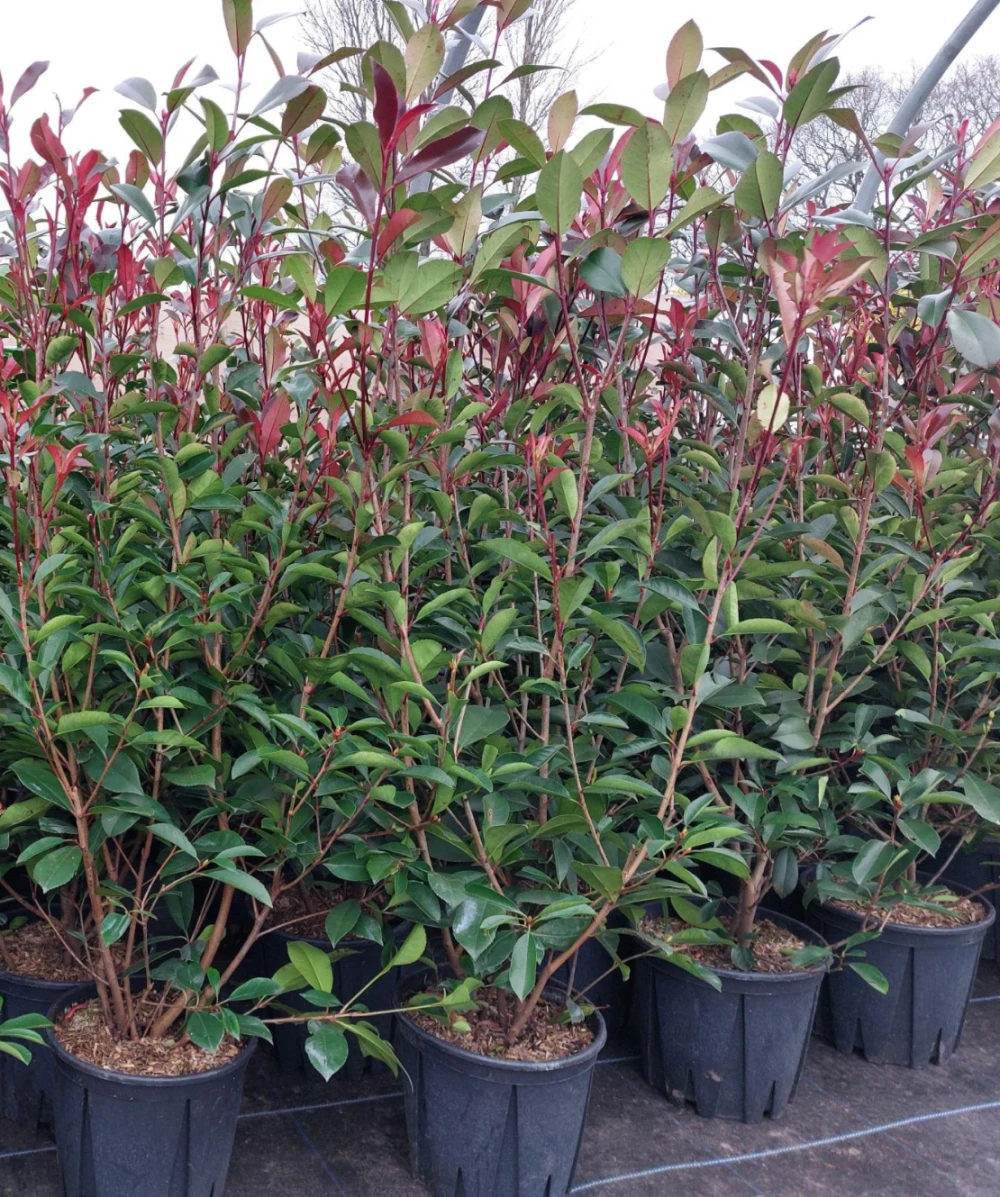 Photinia