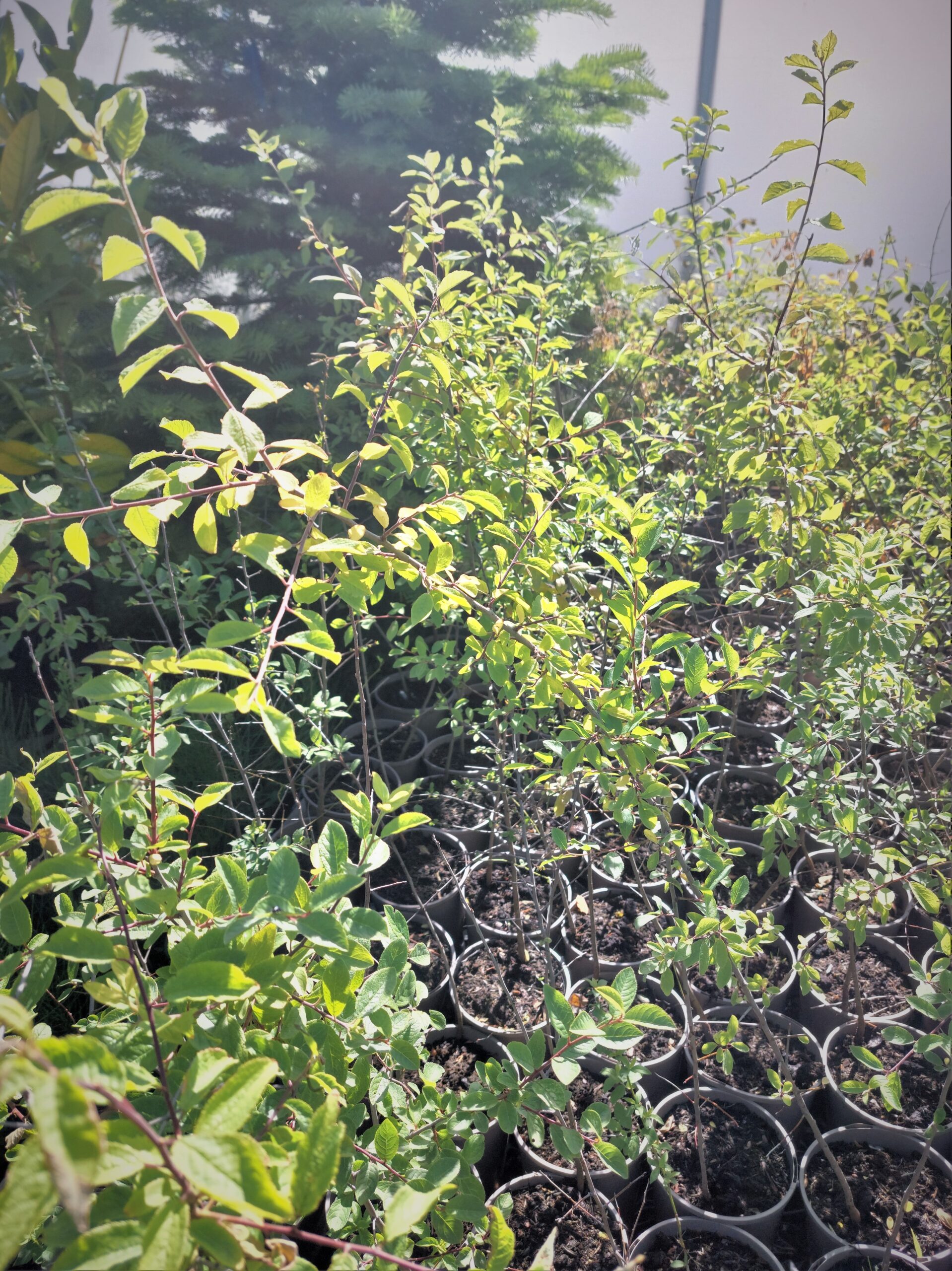 Sloes