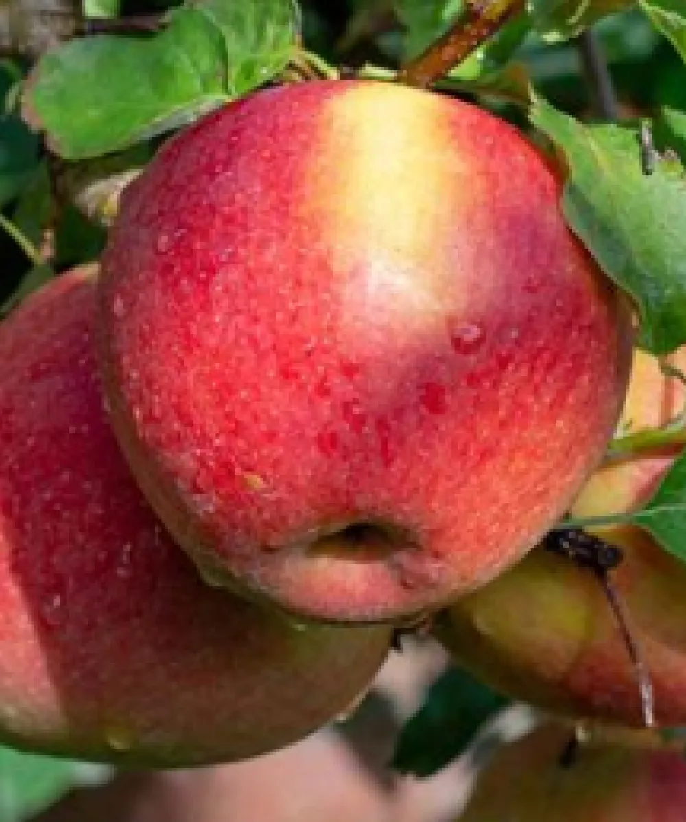 Braeburn Dessert