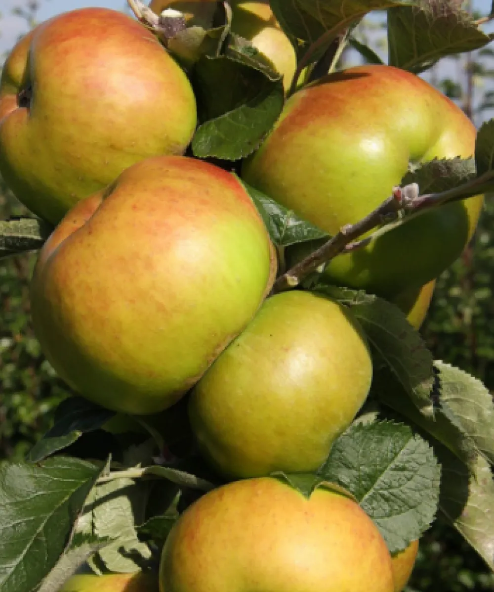 Bramley