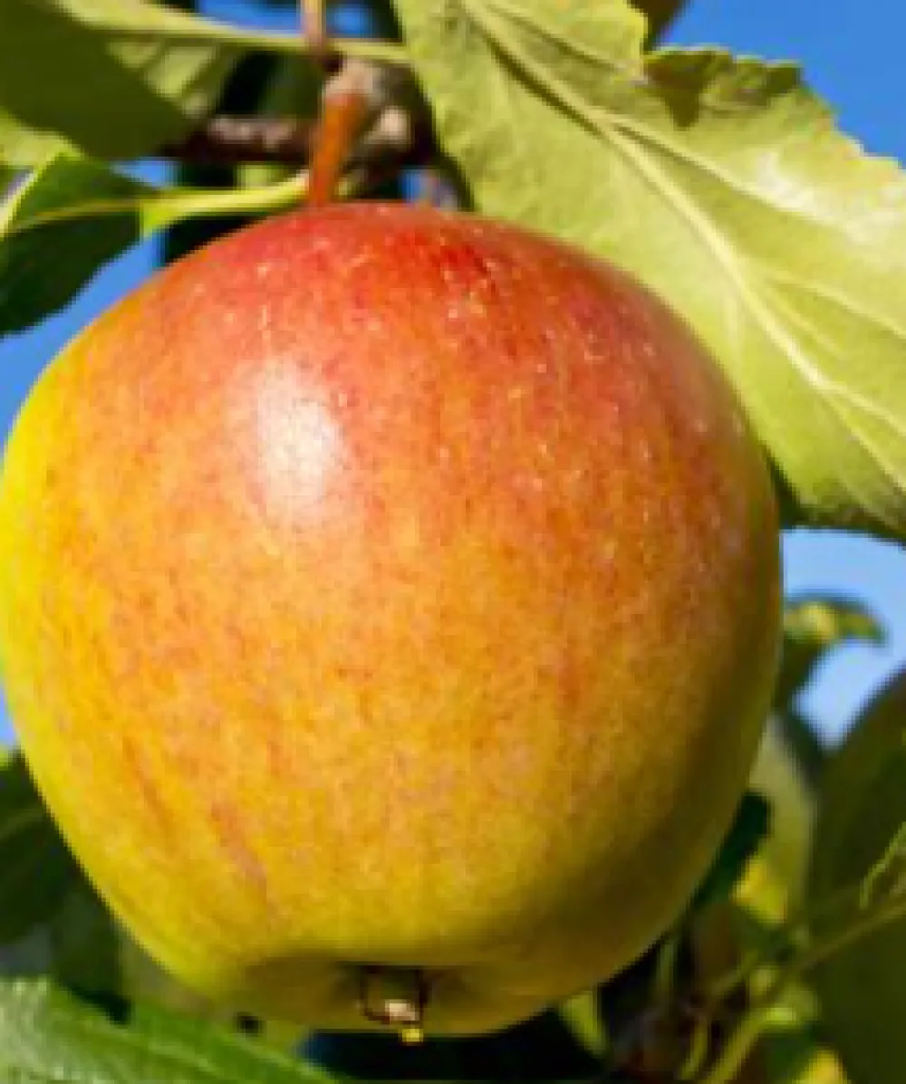 Cox's Orange Pippin