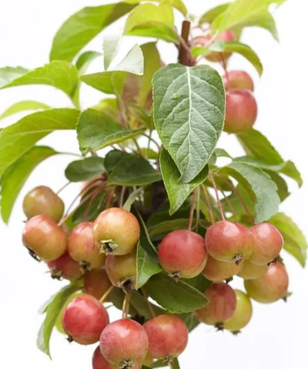 Malus Evereste