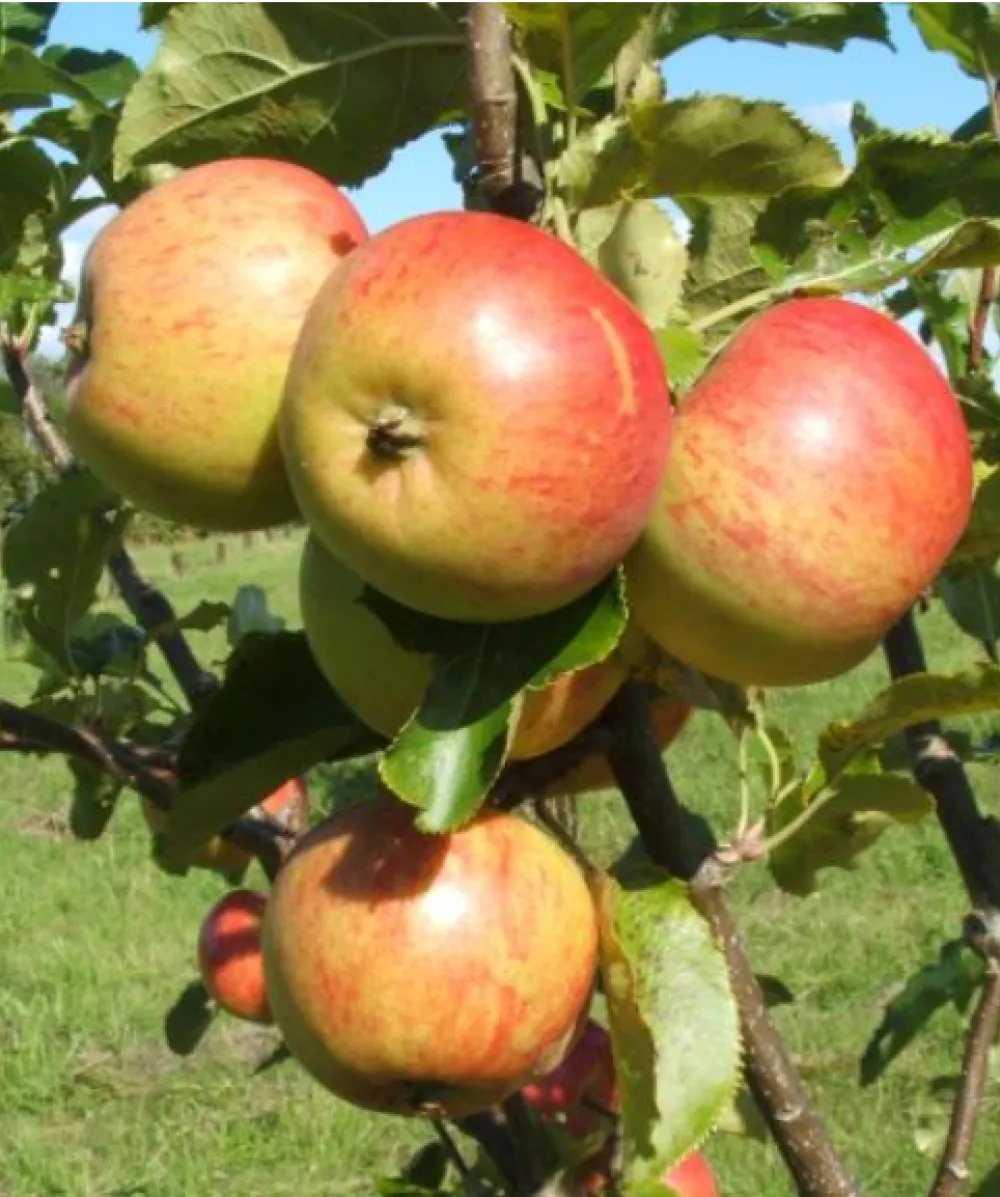 Laxton Epicure