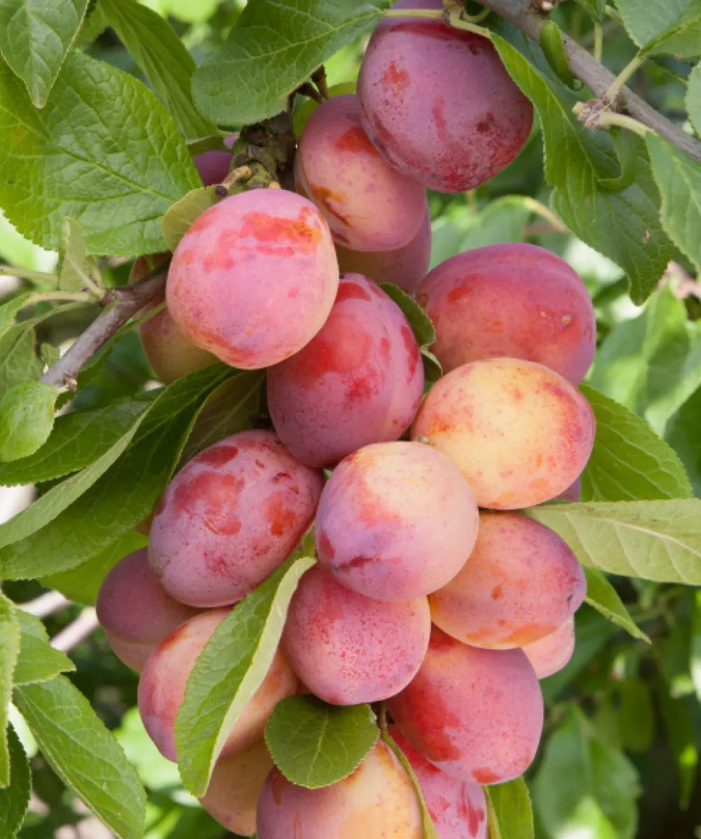 Victoria Plum Trees