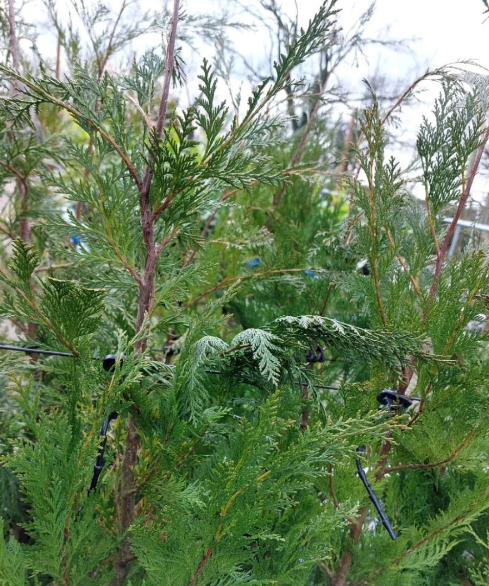 Lawson Cypress (Hedging Conifer)