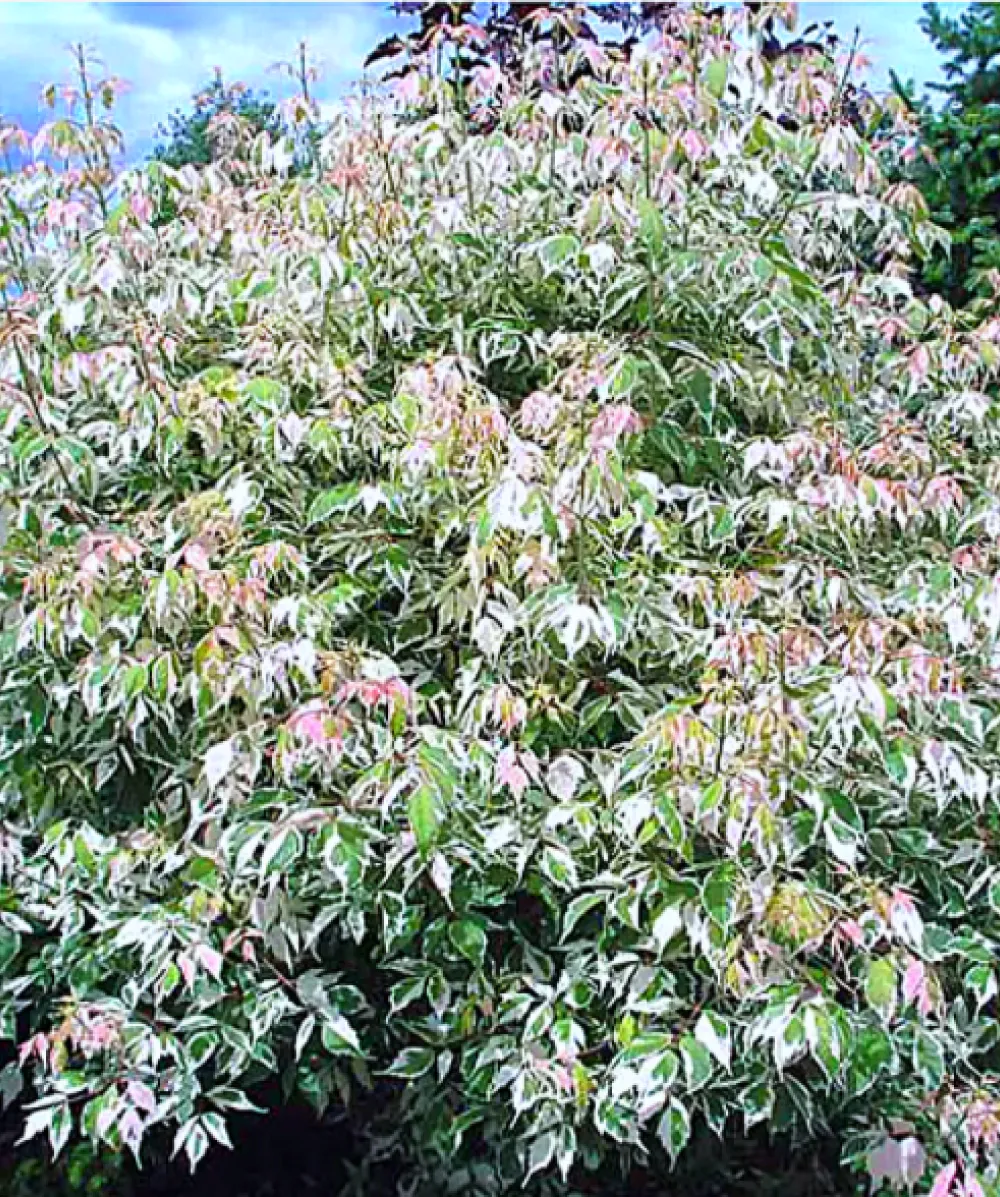 Acer Flamingo