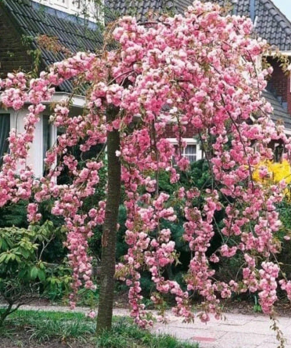 Chaels Weeping Cherry (Prunus Shidare Sakura)