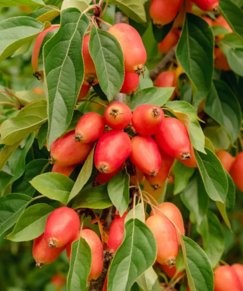 Malus John Downie