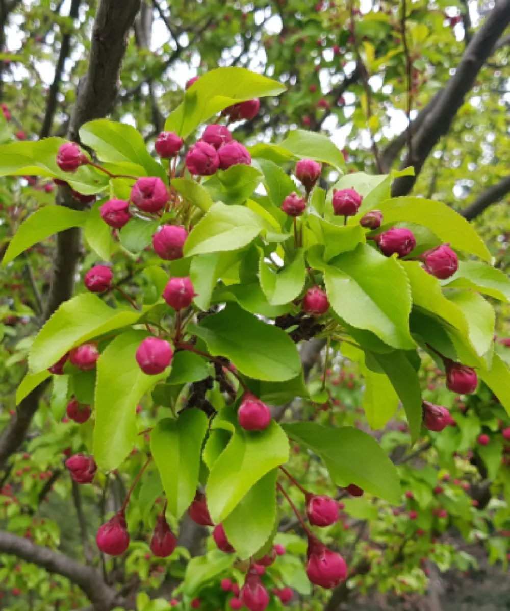 Malus Red Jade