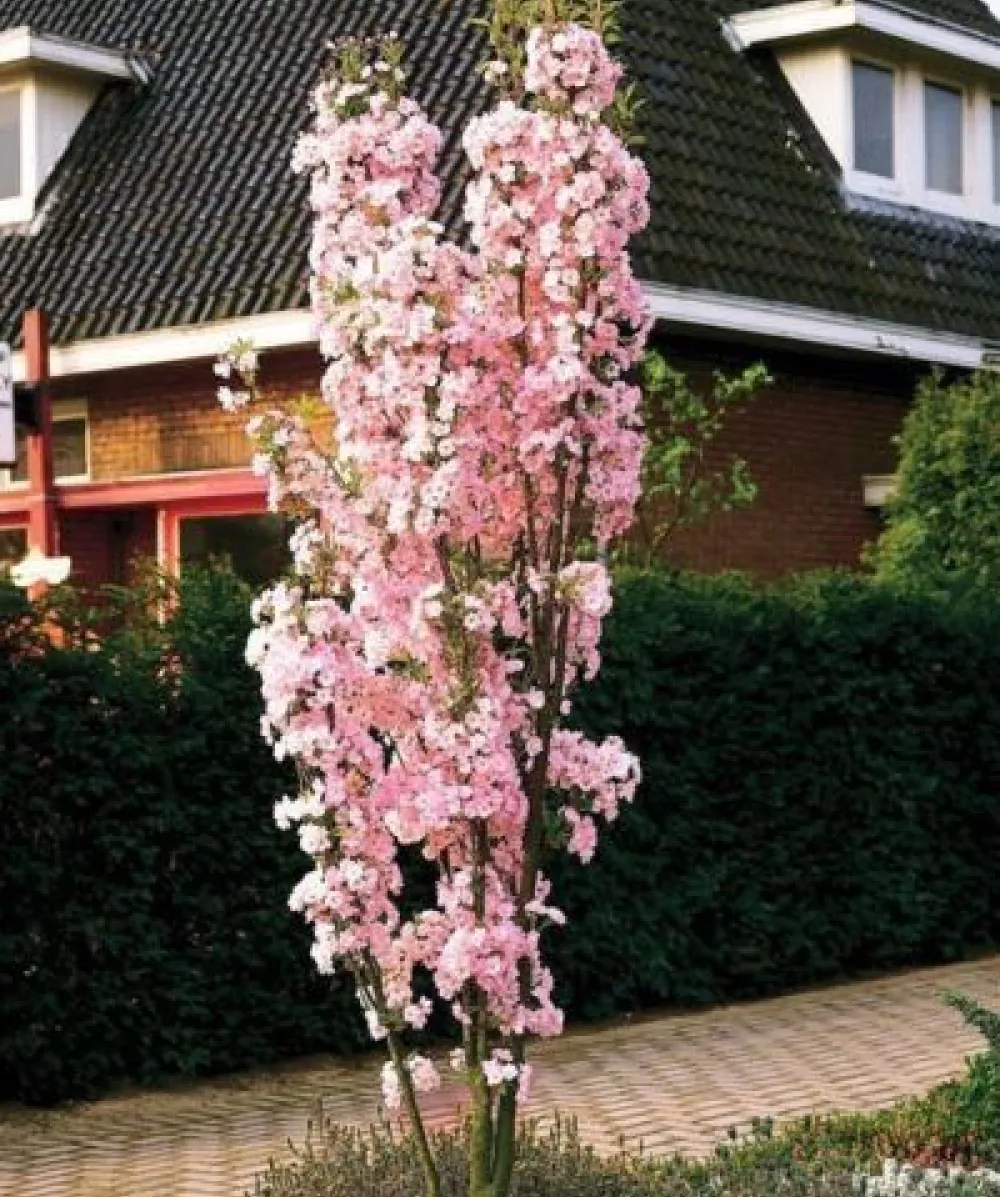 Prunus Amanagawa