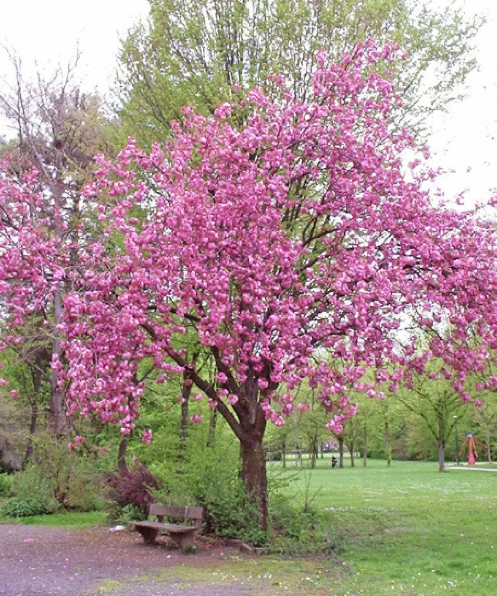 Prunus Kanzan