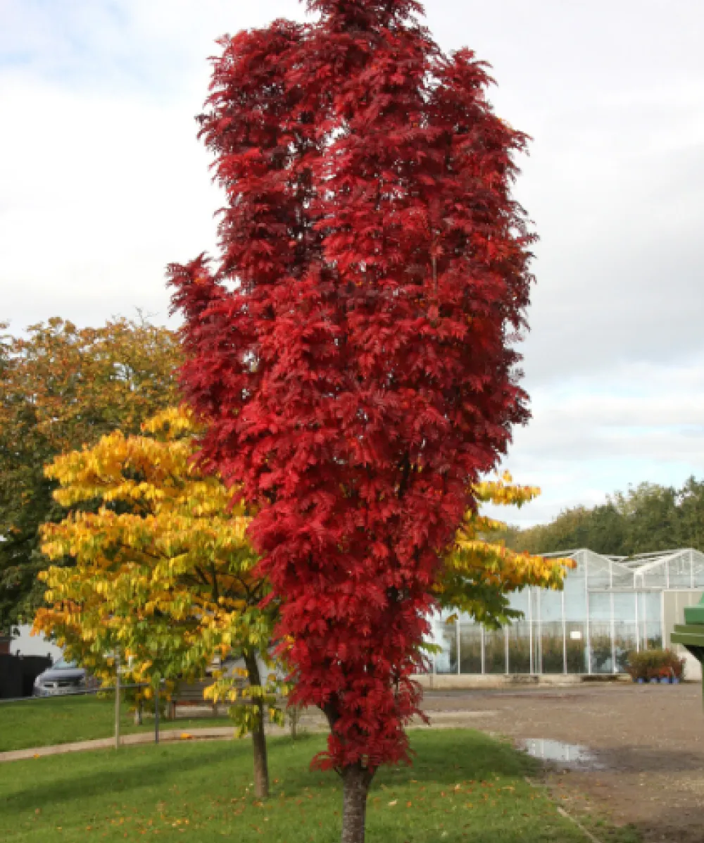 Sorbus Autumn Spire