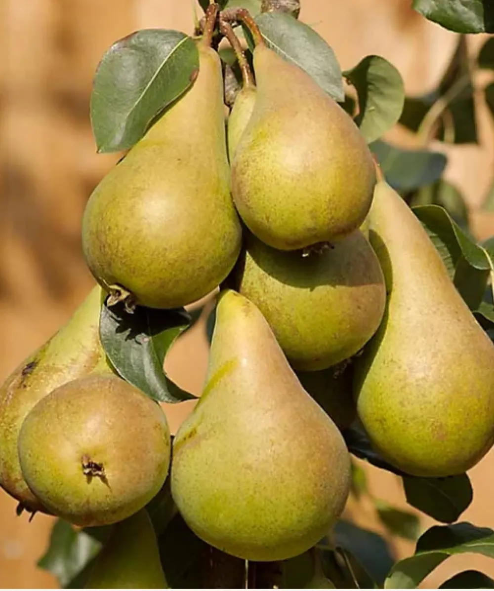 Pear: Concorde
