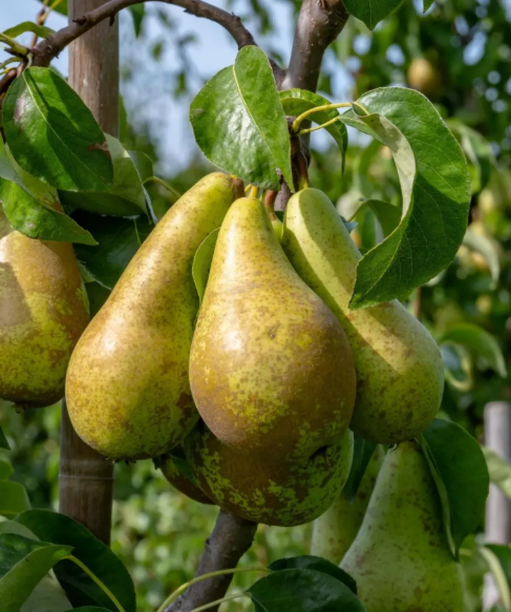 Pear: Conference