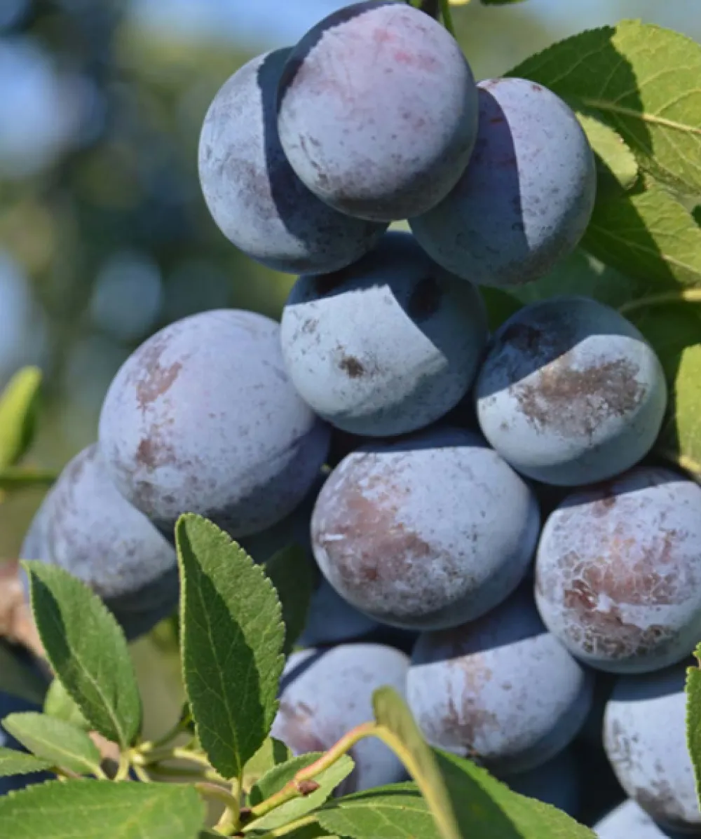 Damson: Merryweather