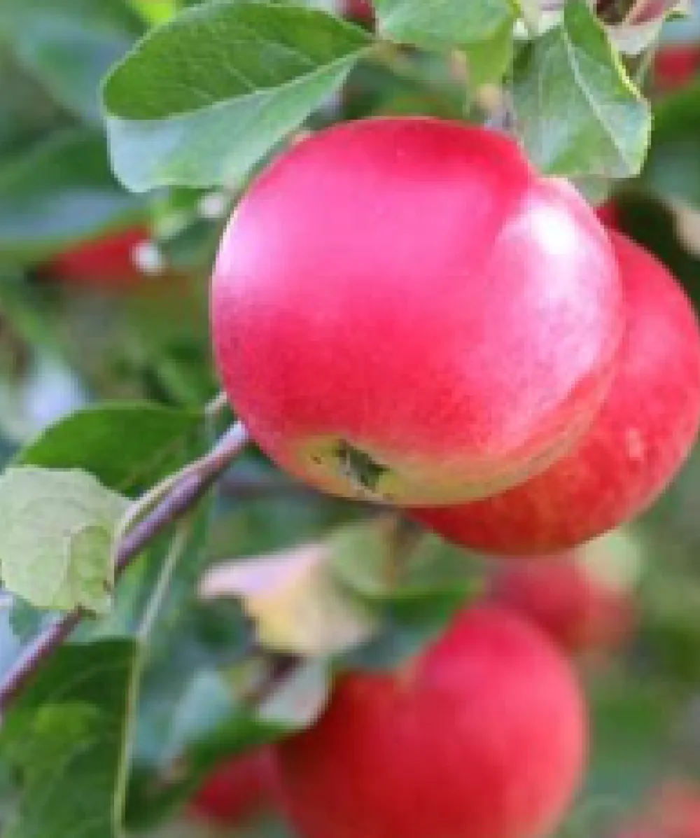 Eating Apple: Discovery