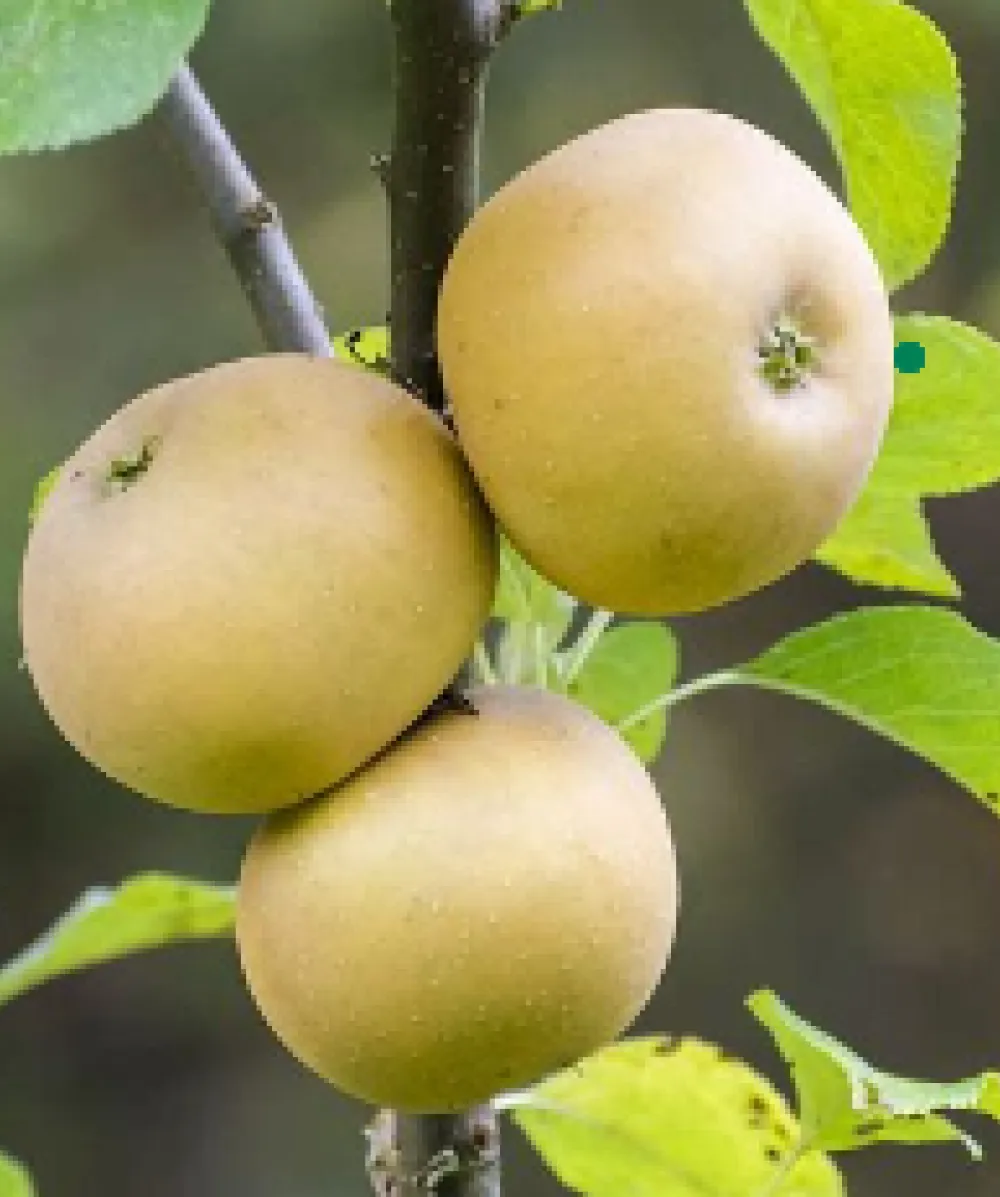Eating Apple: Egremont Russet