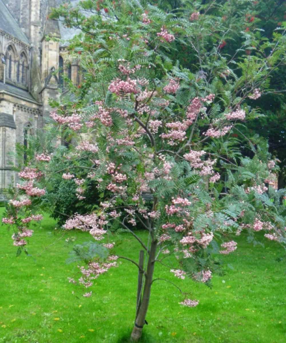 Sorbus Vilmoriana