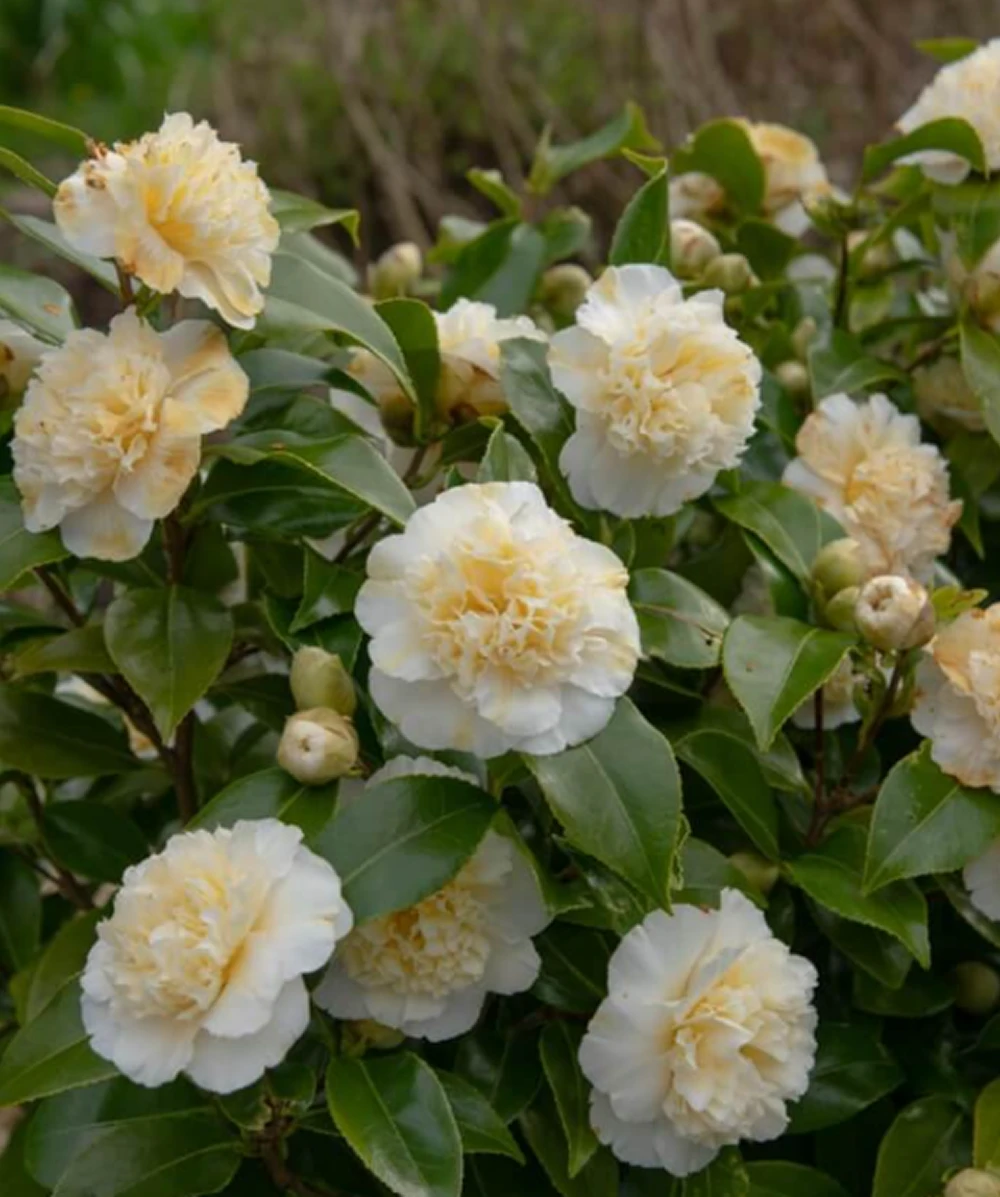 Camellia Brushfields Yellow