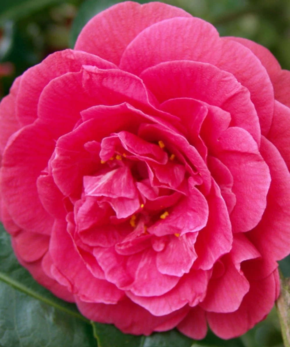 Camellia Lady Campbell