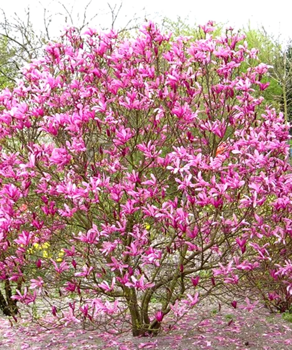 Magnolia Susan