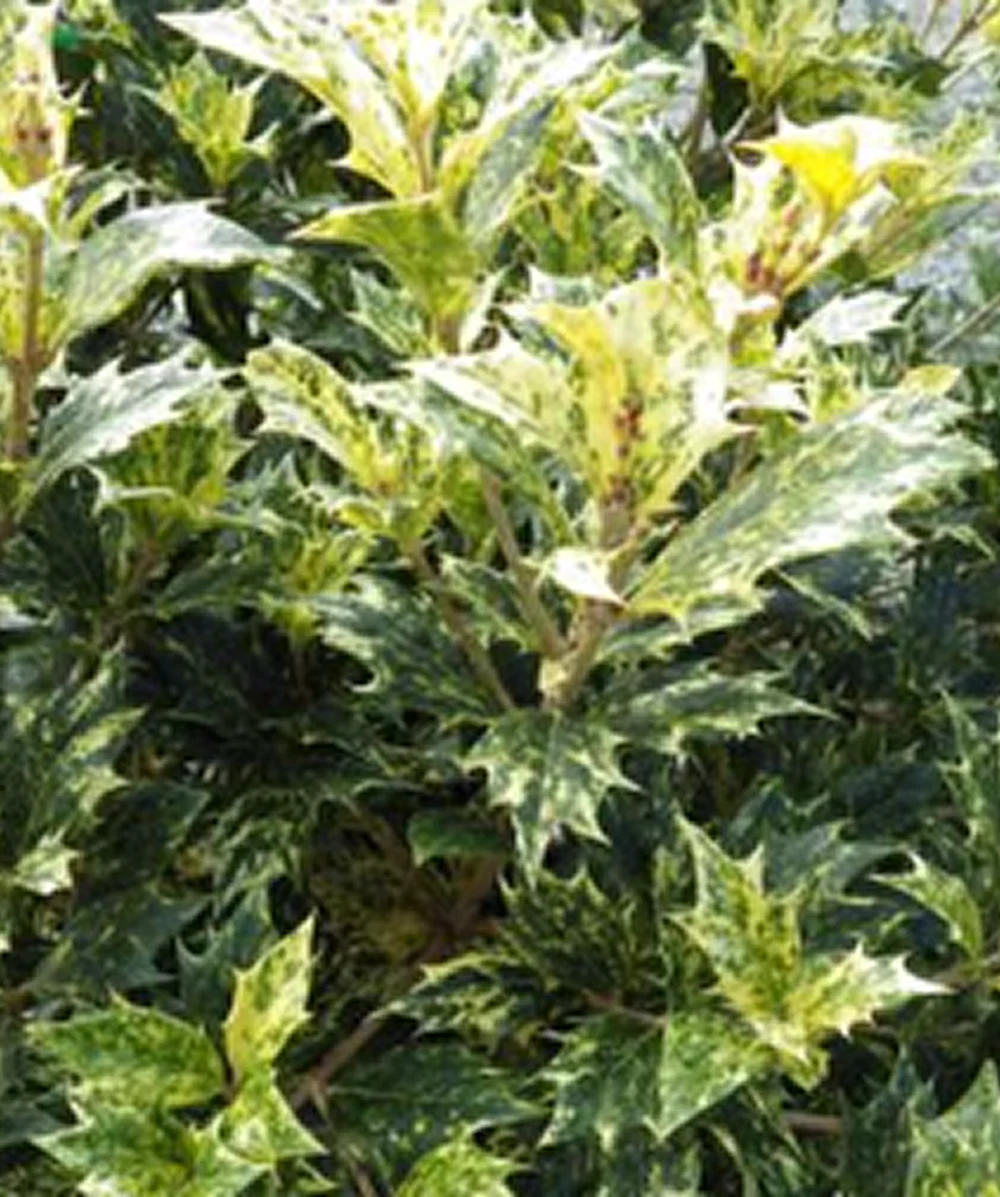 Osmanthus Tricolor